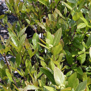 Possumhaw Viburnum Shrub