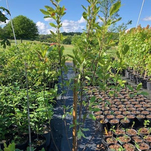 Possumhaw Viburnum Shrub