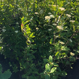 Possumhaw Viburnum Shrub