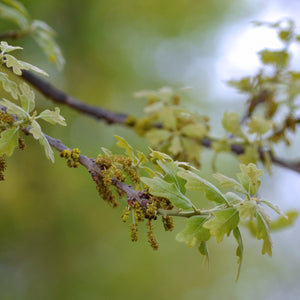 Post Oak Tree