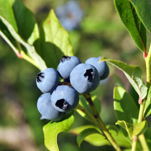Powder Blue Blueberry