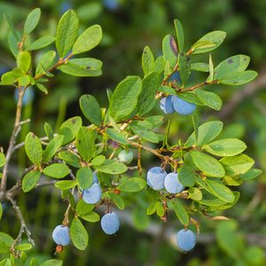 Powder Blue Blueberry