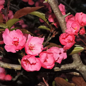 Prairiefire Crabapple Tree