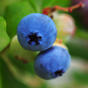 Premier Blueberry