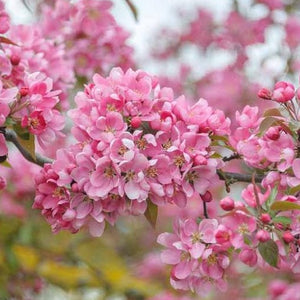 Profusion Crabapple Tree