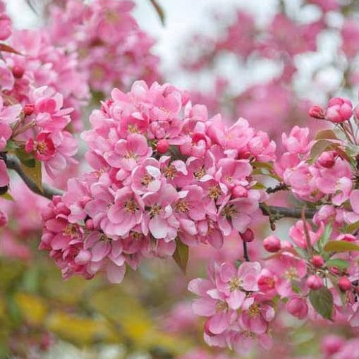 Profusion Crabapple Tree