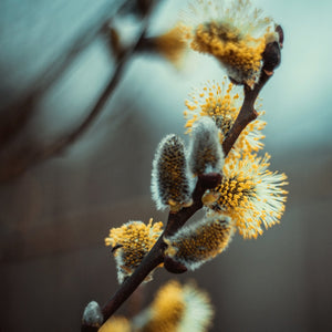 American French Willow Tree GT