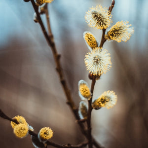 American Pussy Willow Tree