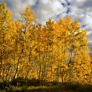 Quaking Aspen Tree