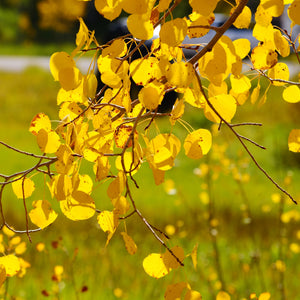 Quaking Aspen Tree