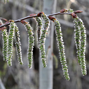 Quaking Aspen Tree