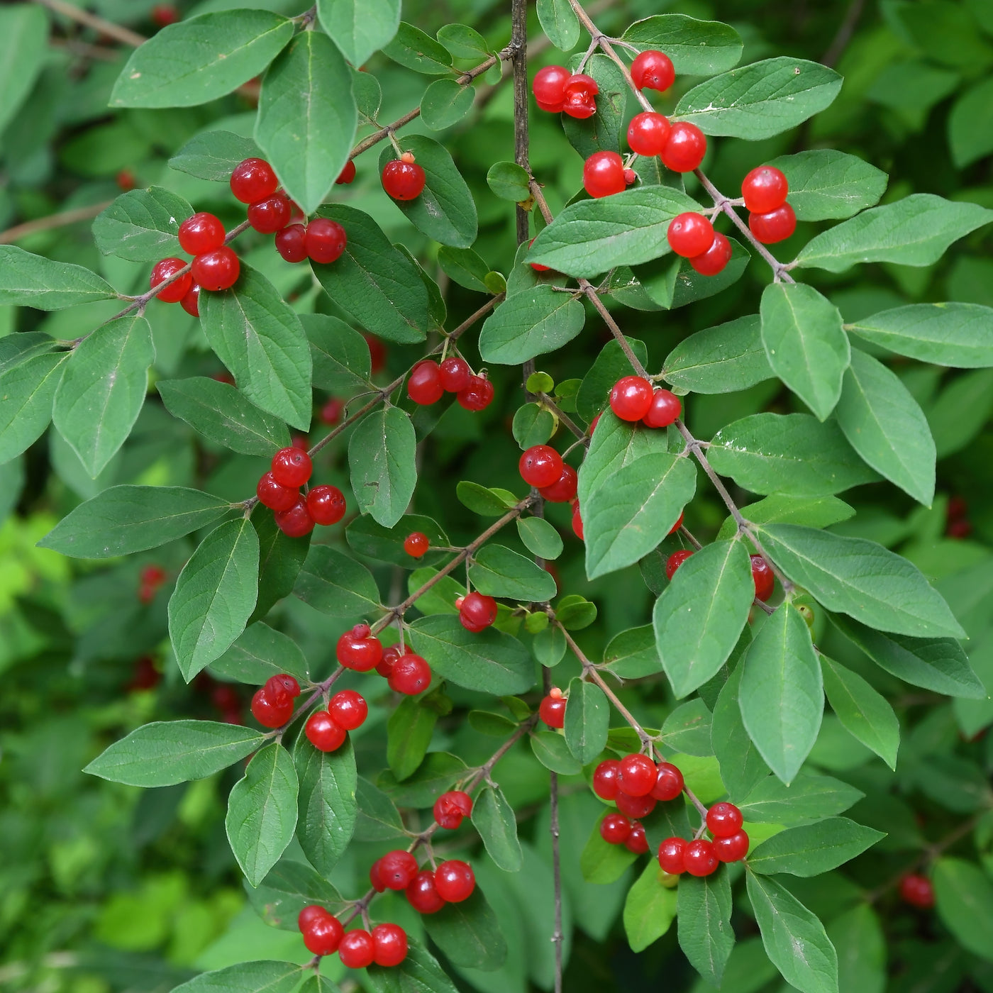 Red Chokeberry Shrub – Green Garden