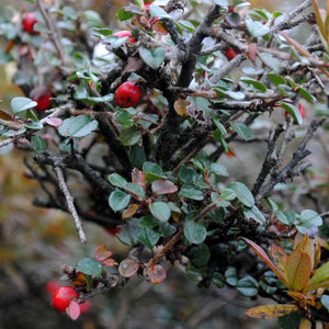 Red Chokeberry Shrub