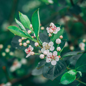 Red Chokeberry Shrub