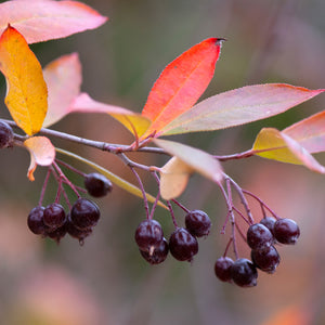 Red Chokeberry Shrub