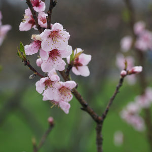 Red Gold Nectarine Tree