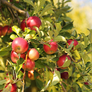 Jonathan Apple Bare Root