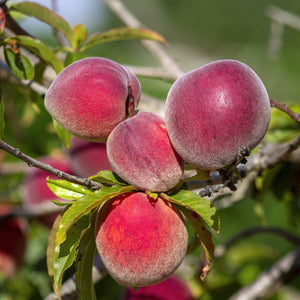 Redskin Peach Tree