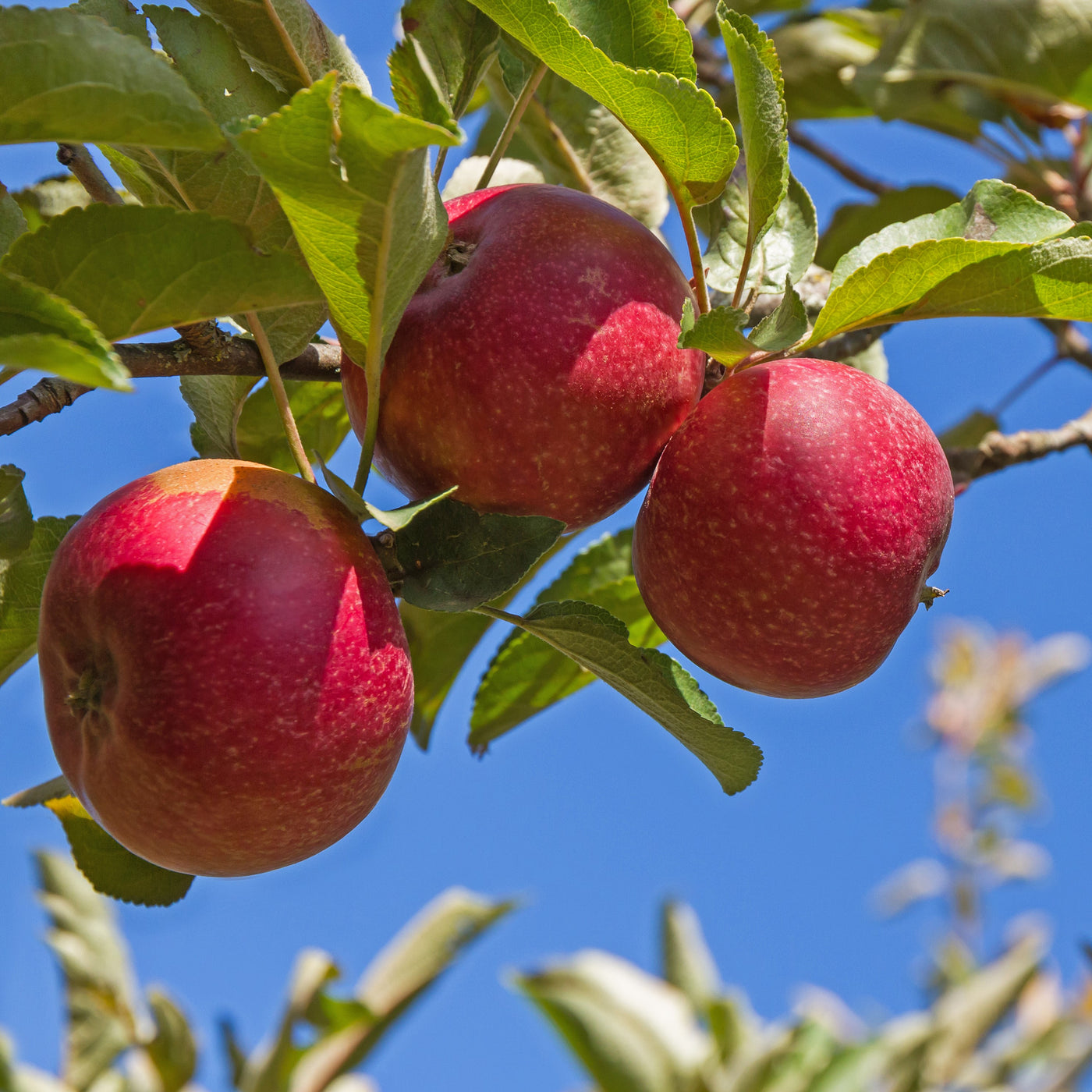 Apple Trees - Red Delicious