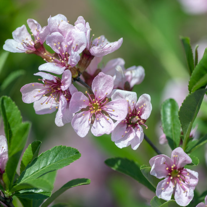 Dwarf Russian Almond Shrub