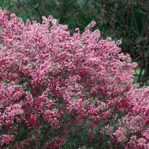 Dwarf Russian Almond Shrub