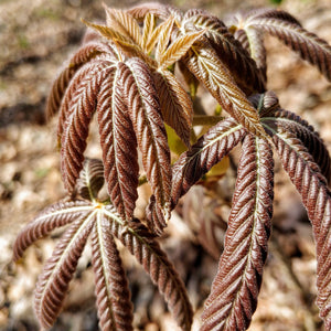 Red Buckeye GT