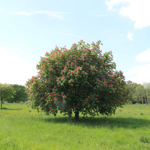 Red Buckeye GT