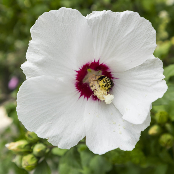 Red Heart Althea  Shrub