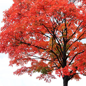 Red Maple Tree GT