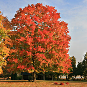 Red Sunset Maple GT