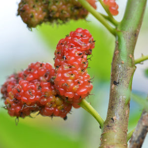 Red Mulberry GT