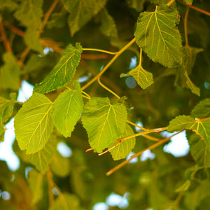 Red Mulberry GT