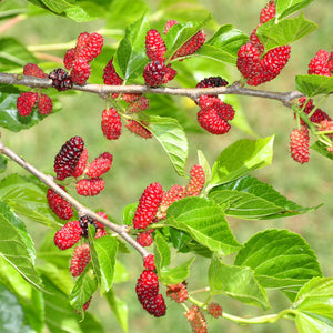 Red Mulberry Tree