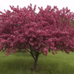 Red Splendor Crabapple Tree