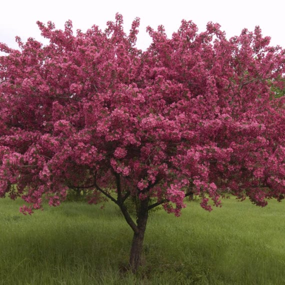 Red Splendor Crabapple Tree