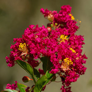 Red Crape Myrtle Bare Root