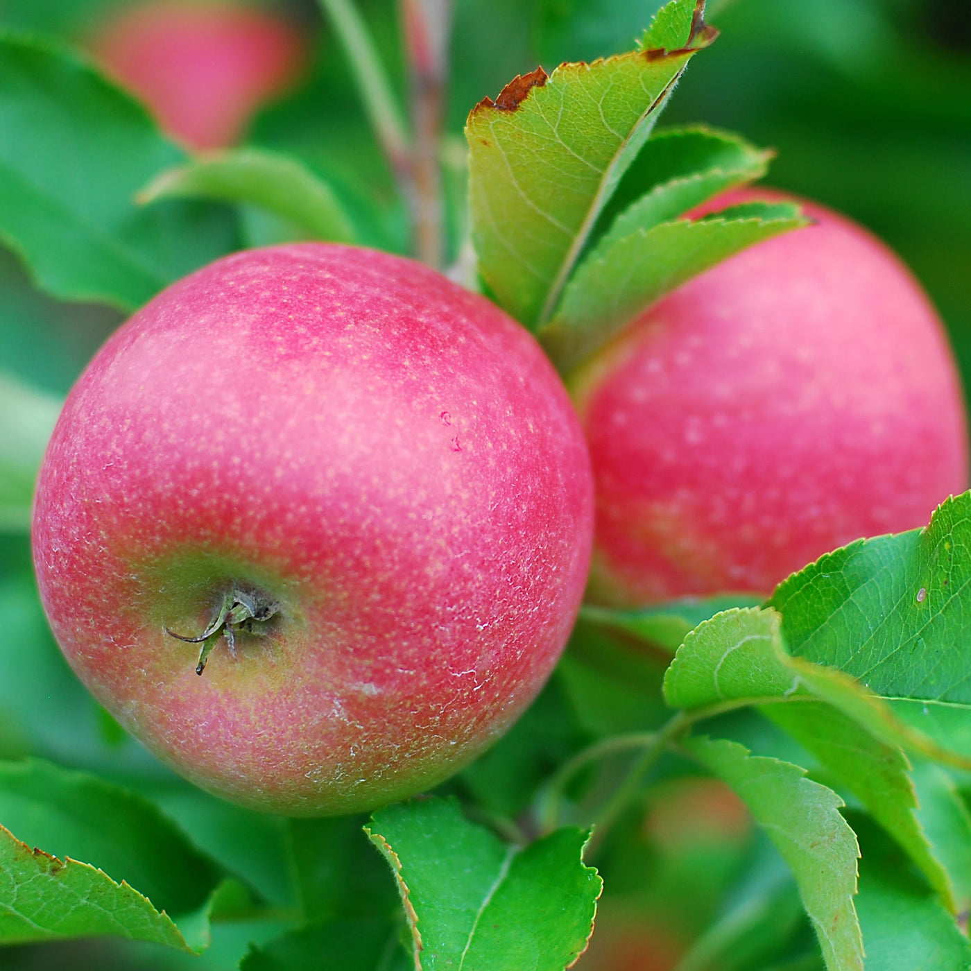 green apple tree photo