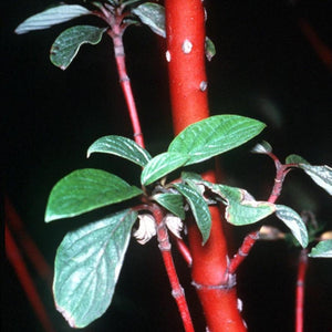 Red Twig Dogwood GT