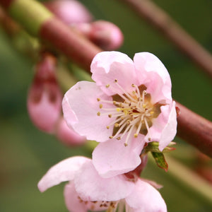 Red Delicious Apple Tree – Green Thumbs Garden