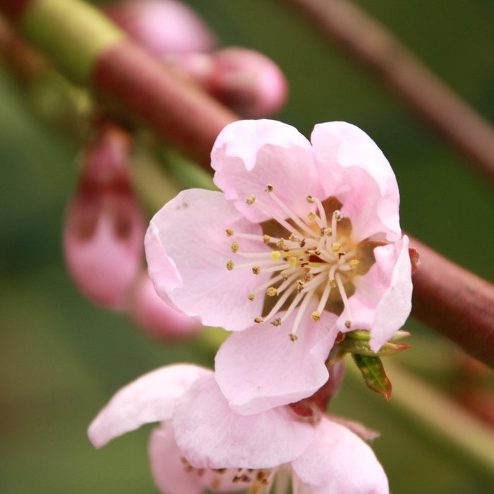 Red Haven Peach GT