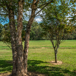 River Birch Tree (Multi-Stalk)