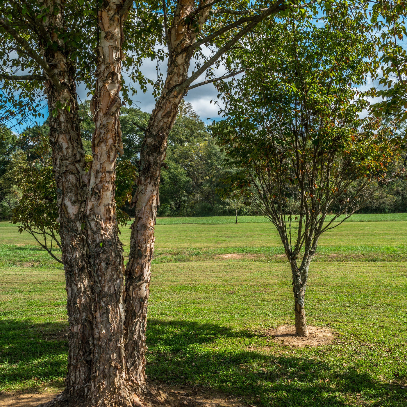 River Birch Tree (Single Stalk) – Green Thumbs Garden