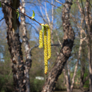 River Birch Tree Tree (Multi-Stalk)
