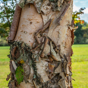 River Birch Tree Tree (Multi-Stalk)