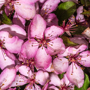 Royal Raindrops Crabapple Tree