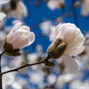 Royal Star Magnolia Tree