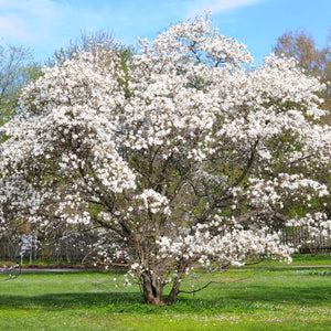 Royal Star Magnolia Tree