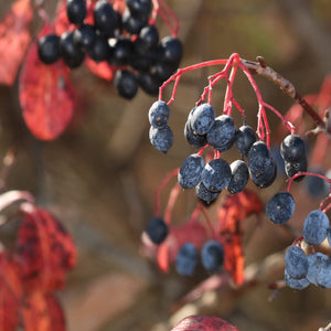 Rusty Blackhaw Viburnum Shrub