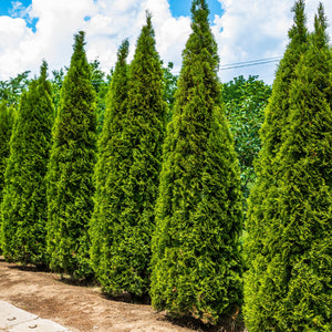 Steeplechase Arborvitae