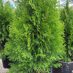 Steeplechase Arborvitae